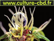 culture-cbd.fr